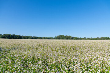 Fototapeta premium Side view of white blooming Buckwheat (Fagopyrum esculentum) agricultural field in a sunny summer day. Clear blue sky. Selective focus. Agribusiness theme.