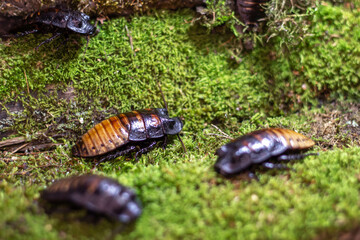 A some big cockroach sits on the moss in close-up
