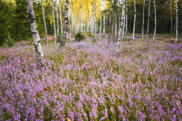 Beautiful heathers in a birch forest at sunrise