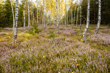 Fototapeta na wymiar Beautiful heathers in a birch forest at sunrise