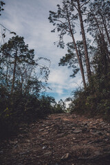 low angle view of path in the forest - trees in the forest - blue sky in the background