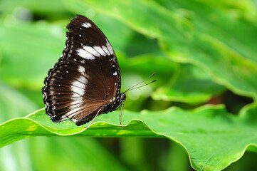 Fototapeta na wymiar A butterfly perched on a green leaf with its wings folded up