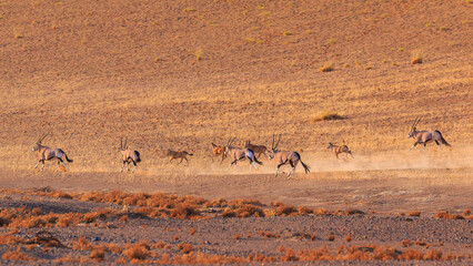 Oryx, Large antelope in the southern part of the Namib Desert, Namibia. © Tomasz Wozniak