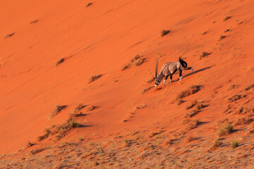Oryx, Large antelope in the southern part of the Namib Desert, Namibia.