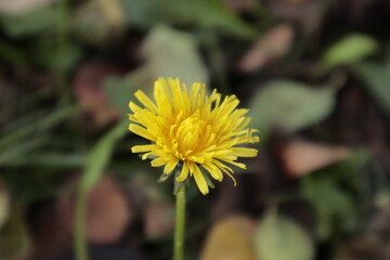 Close up of a yellow dandelion surrounded by autumn leaves