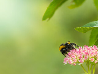 Bumblebee gathering nectar and pollen from flower in summertime