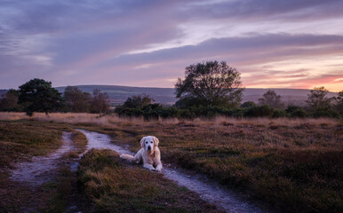 Pet golden retriever dog enjoying an evening walk at sunset