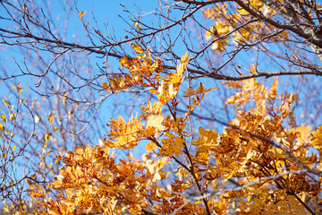 Beautiful autumn scenery, gold tree leaves scenery