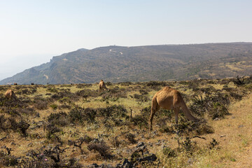 Camels in the Dhofar region of southern Oman