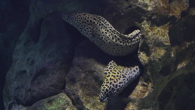 beautiful sea fish moray eel in the aquarium close-up