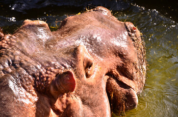 a beautiful fat hippopotamus swimming in the water