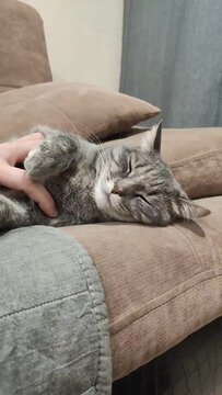  A gray cat is stroked by a man's hand.  Cat on the couch.
