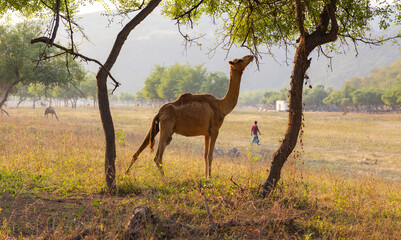 dhofar region, dhofar, camel food, camels, camel, wadi oman, oman tourism, omani, salalah region, spring, adventure, tropical, waterfall landscape, waterfalls, waterfall, outdoor, middle east, scenery