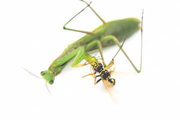 praying mantis caught a wasp for food close-up on a white background. Hunting in the world of insects. Prey for eating insects - obrazy, fototapety, plakaty