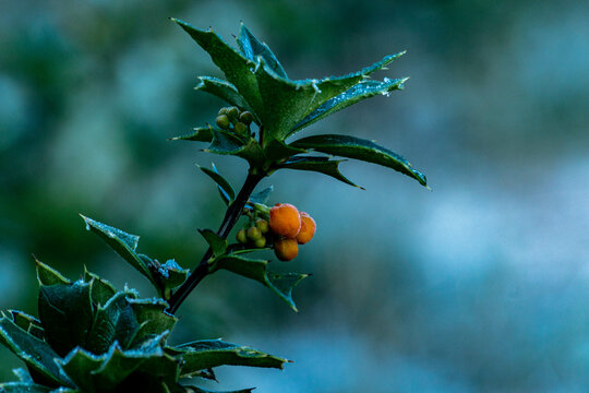 Fruto macro boke