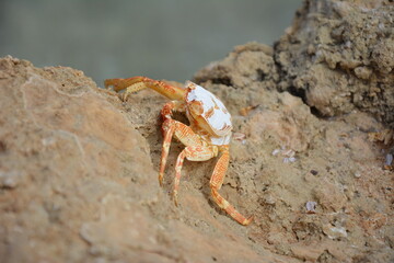 #crab #shellfish #pliers #egypt #summer #wild nature