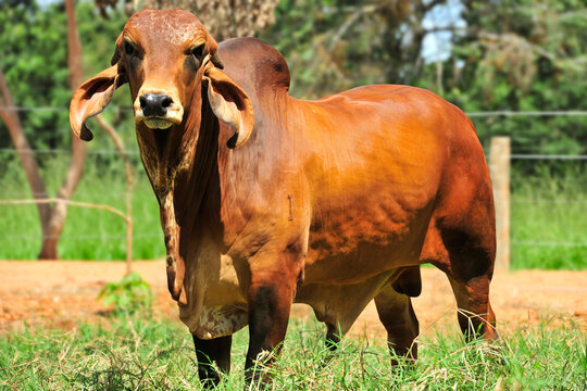 Touro da ra&ccedil;a gir leiteiro
Touro gir leiteiro