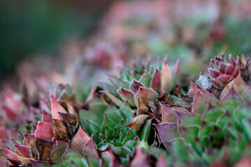 Succulent plants, Miniature succulent plants. Succulent in the garden