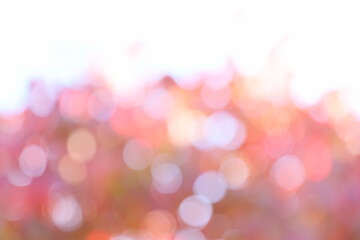 ハナミズキの紅葉のアウトフォーカス