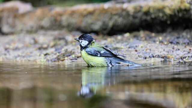 Surface level video of great tit bathing in forest pond with nice reflection.