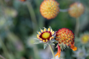 Gailadriya in the garden. Orange flowers background image. Close-up

