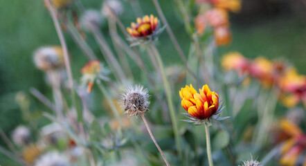 Gailadriya in the garden. Orange flowers background image. Close-up
