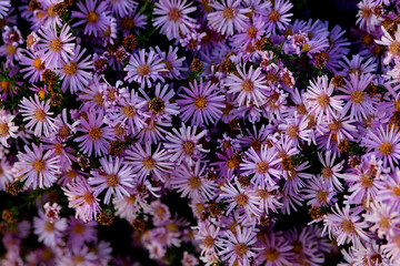 Asters in the garden. Purple flowers background image. Close-up