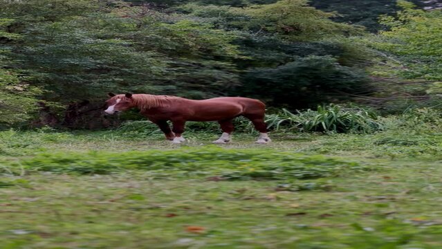 Vertical shot of a beautiful brown horse grazing in a firest