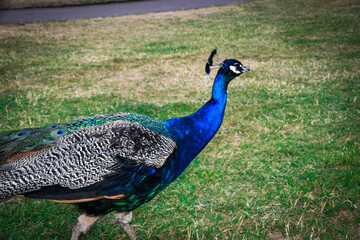 Fototapeta premium peacock in the park