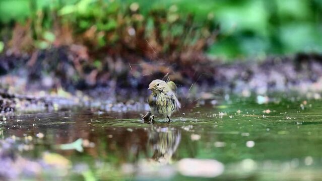 Common chiffchaff bathing in forest pool and flying away in slow motion