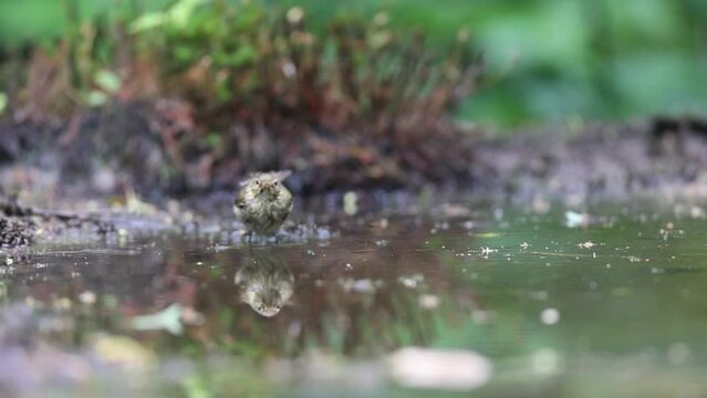 Common chiffchaff landing bathing and flying away in slow motion