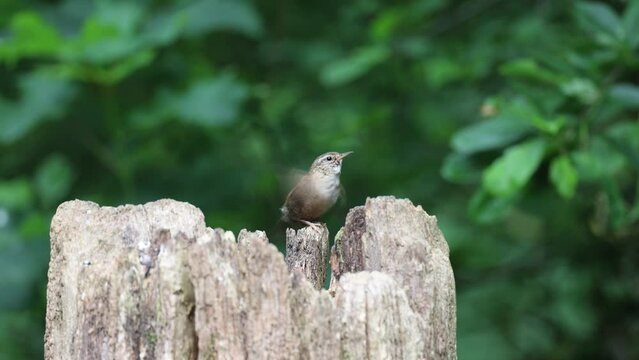 Eurasian wren sitting on tree trunk very busy cleaning his feathers
