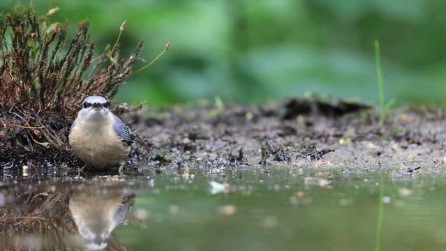 Eurasian nuthatch reflection in forest pool while foraging at the water side