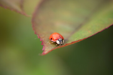 Fototapeta premium Coccinelle