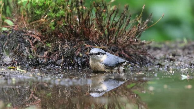 Eurasian nuthatch foraging in the muddy water side of a forest pool in slow motion