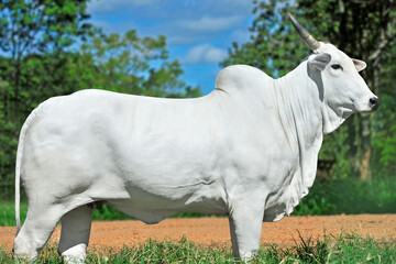 Vaca da ra&ccedil;a nelore