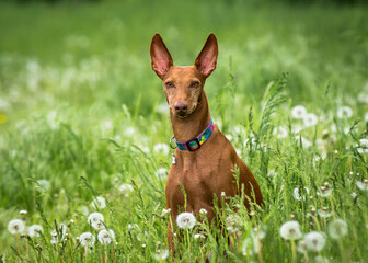 Beautiful red dog in a collar sits in a field of dandelions