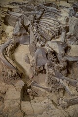 mammoth skeleton in South Dakota © Tad