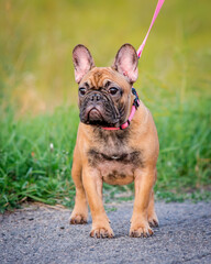 Cute dog with funny ears walking on a leash in the park