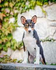 Cute tricolor dog posing for a photo against the background of a stone wall