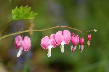 Fototapeta premium Traenendes Herz