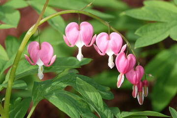 Fototapeta premium Traenendes Herz