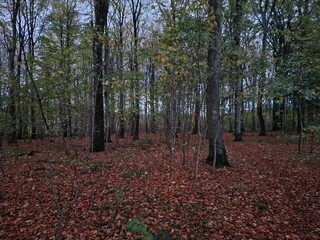 autumn in the forest.  Red brown green and blue colors  - 546396617