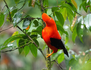 Andenhahn Peru