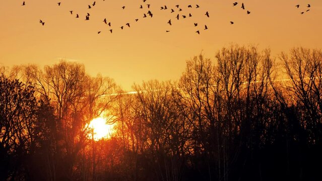 Sunrise with birds in the background. The sun is going up behind the tree branches