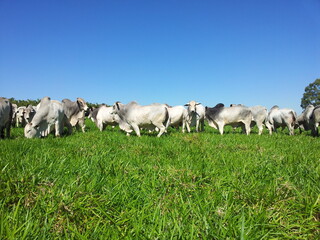 Touros da ra&ccedil;a nelore
Touros nelore vendidos