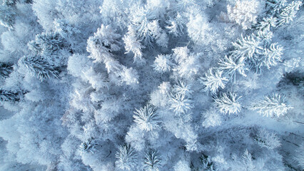 AERIAL TOP DOWN: Enchanting view of forest treetops after freshly fallen snow
