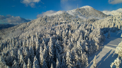 AERIAL Wonderful view of snow-covered mountains and spruce forest on a sunny day