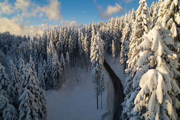 AERIAL: Stunning winter fairy tale with mountain road leading along snowy forest