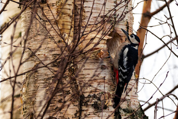 A portrait of a great spotted woodpecker or dendrocopos major hanging on the side of a tree trunk pecking a round hole in a tree to make a nest. The bird is creating a new home in the birch wood.